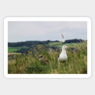 Gulls Sticker